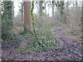 Triangular roundabout marks path to Four Horse shoes (Nursling Street)  through Home Covert  woods