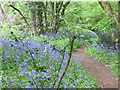 The Bluebell Path Nursling Rec to Home Covert Woods Mounnd