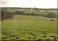 Sheep near de Bathe Cross