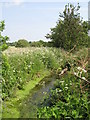 The Chaffinch Brook - Elmers End Branch, tributary