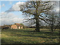 Oak and a derelict shed