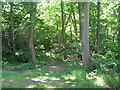 Footpath in Threehalfpenny Wood