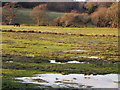 Meadow, Stokeford