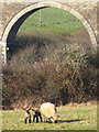 Sheep and lambs at Mithian Downs