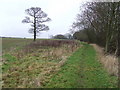 Footpath And Tree