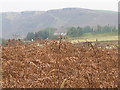 A view of Trebanog from the Waen and the mountains above Edmundstown