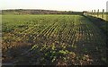 Young crop east of Filleigh Barton