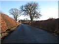 Rustic hedges on the Oxnam Road.