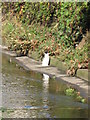 Cat sunning itself by the side of the River Ravensbourne