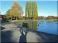 Waterbirds feeding in Painswick Park, Wythenshaw