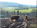 Sunday lunch for highland cattle - in South Wales