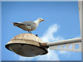 Herring Gull (Larus argentatus)