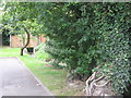 The River Ravensbourne - Honor Oak Branch, west of Dressington Avenue, SE4