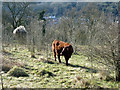 Cow grazing, Riddlesdown