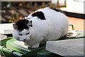 Cat on wheelie bin, Radlett