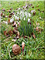 Snowdrops, St Andrew