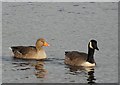 J1744 : Ducks, Corbet Lough by Kenneth  Allen