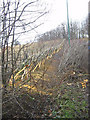 Recently laid hedge at Aykley Heads Durham City