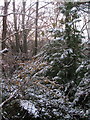 Allt-yr-yn Woods