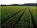 Wheatfield at Aston Holdings