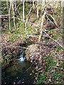 Stream in Dipton Wood