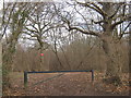 Woodland Track in Pillars Wood