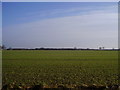 On the track beside Cowick Gorse.