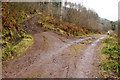 Forest Track Junction near Milestone Pool, River Nith