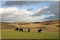 Fell ponies at Towford Farm