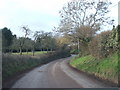 Orchard at Middle Clyst William