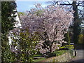 Cherry tree on corner of School Lane, Puttenham