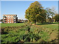 The River Ravensbourne - Downham Branch, north of Farmfield Road, BR1 (3)