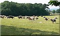 Longhorn cattle next to Swannymote Road