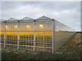 TR2966 : Thanet Earth Greenhouse and yellow lights by David Anstiss