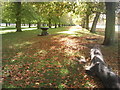 Avenue of trees in Bushy Park