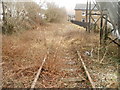 Overgrown railway track, Crosskeys