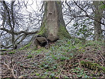 TQ2913 : Large Bracket Fungi in Newer Copse by Dave Spicer