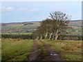 Public bridleway to Maglin Wood