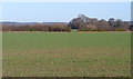 Field to the North of Burton