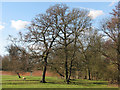 Hildersham: winter trees and kitchen-garden wall