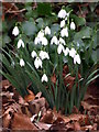 Snowdrops