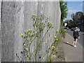 Nipplewort - Lapsana communis