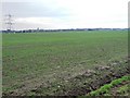 Greening field from the footpath