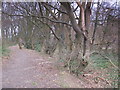 Footpath in Darrick Wood