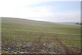 Winter Wheat by the North Downs Way