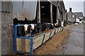 Cattle feeding at Lower Metcombe Farm