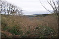 West Somerset : Treetops and Countryside