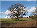 Large tree near Llanwern village