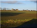 Ashbank and new houses