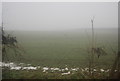 Winter wheat in the mist